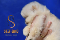 Ogłoszenie - Pomeranian BOO misie, Szczeniaki Pomeranian Spitz. Miniaturka 5
