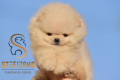 Ogłoszenie - Pomeranian BOO misie, Szczeniaki Pomeranian Spitz. Miniaturka 6