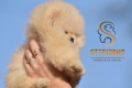 Ogłoszenie - Pomeranian BOO misie, Szczeniaki Pomeranian Spitz. Miniaturka 7
