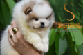 Ogłoszenie - Pomeranian BOO misie, Szczeniaki Pomeranian Spitz. Miniaturka 9