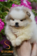 Ogłoszenie - Pomeranian BOO misie, Szczeniaki Pomeranian Spitz. Miniaturka 10