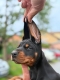 Ogłoszenie - Doberman Piękne szczenięta. Miniaturka 1