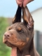 Ogłoszenie - Doberman Piękne szczenięta. Miniaturka 3