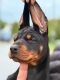 Ogłoszenie - Doberman Piękne szczenięta. Miniaturka 2