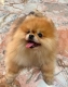 Ogłoszenie - Mam piękną suczkę rasy pomeranian, która szuka nowego domu.. Miniaturka 1