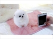 Ogłoszenie - Sprzedam kochane szczenięta rasy pomeranian filiżankowy.. Miniaturka 1
