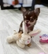 Ogłoszenie - Szczenięta rasy chihuahua dostępne do adopcji.. Miniaturka 1