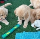 Ogłoszenie - Urocze szczenięta Golden Retrievera. Miniaturka 2