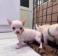 Ogłoszenie - Piękne szczenięta rasy chihuahua czekają na adopcję.. Miniaturka 1