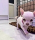 Ogłoszenie - Piękne szczenięta rasy chihuahua czekają na adopcję.. Miniaturka 2