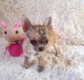 Ogłoszenie - Szczenięta rasy chihuahua dostępne do adopcji.. Miniaturka 2