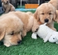 Ogłoszenie - Szczenięta rasy Golden Retriever dostępne do adopcji.. Miniaturka 1