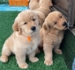 Ogłoszenie - Szczenięta rasy Golden Retriever dostępne do adopcji.. Miniaturka 2