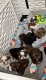 Ogłoszenie - Szczenięta rasy Shih Tzu szukają nowych domów.. Miniaturka 1