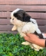 Ogłoszenie - Szczenięta rasy Shih Tzu szukają nowych domów.. Miniaturka 2