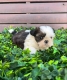 Ogłoszenie - Szczenięta rasy Shih Tzu szukają nowych domów.. Miniaturka 3