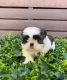 Ogłoszenie - Szczenięta rasy Shih Tzu szukają nowych domów.. Miniaturka 4