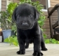 Ogłoszenie - Szczenięta czarnego labradora retrievera. Miniaturka 1