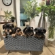 Ogłoszenie - Ostatni dostępny u nas rasowy yorkshire terrier, za opłatą za adopcję.. Miniaturka 1