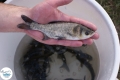 Ogłoszenie - Narybek karp amur tołpyga (węgorz lin sum sandacz jesiotr) zarybianiestawu. Miniaturka 3