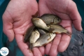 Ogłoszenie - Narybek karp amur tołpyga (węgorz lin sum sandacz jesiotr) zarybianiestawu. Miniaturka 7