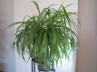 Ogłoszenie - Zielistka Sternberga – piękny, zdrowy, duży kwiat doniczkowy. Miniaturka 3