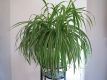 Ogłoszenie - Zielistka Sternberga – piękny, zdrowy, duży kwiat doniczkowy. Miniaturka 1