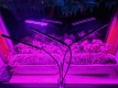 Ogłoszenie - Lampa do roślin Kobi Led 10W. Miniaturka 2