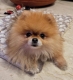 Ogłoszenie - Mam piękną suczkę rasy pomeranian, która szuka nowego domu.. Miniaturka 2