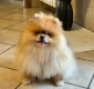 Ogłoszenie - Mam piękną suczkę rasy pomeranian, która szuka nowego domu.. Miniaturka 3
