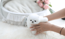 Ogłoszenie - Przepiękne szczenięta rasy pomeranian filiżankowy na sprzedaż.. Miniaturka 1