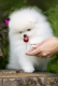 Ogłoszenie - Szczenięta miniaturowe pomeranian. Miniaturka 2