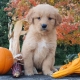 Ogłoszenie - Szczenięta golden retrievera. Miniaturka 3