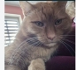 Ogłoszenie - Oddam kotki. Miniaturka 2