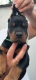 Ogłoszenie - Doberman – szczenięta na sprzedaż. Miniaturka 1