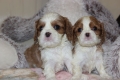 Ogłoszenie - Cavalier King Charles Spaniel szczeniaczki ZKwP po CH.PL.. Miniaturka 7