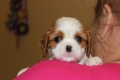 Ogłoszenie - Cavalier King Charles Spaniel szczeniaczki ZKwP po CH.PL.. Miniaturka 1