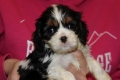Ogłoszenie - Cavalier King Charles Spaniel szczeniaczki ZKwP po CH.PL.. Miniaturka 4