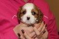 Ogłoszenie - Cavalier King Charles Spaniel szczeniaczki ZKwP po CH.PL.. Miniaturka 5