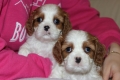 Ogłoszenie - Cavalier King Charles Spaniel szczeniaczki ZKwP po CH.PL.. Miniaturka 6