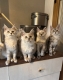 Ogłoszenie - Stunning Maine Coon Girls And Boys AVAILABLE NOW. Miniaturka 2
