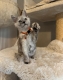Ogłoszenie - Stunning Maine Coon Girls And Boys AVAILABLE NOW. Miniaturka 5