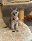 Ogłoszenie - Stunning Maine Coon Girls And Boys AVAILABLE NOW. Miniaturka 4