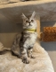 Ogłoszenie - Stunning Maine Coon Girls And Boys AVAILABLE NOW. Miniaturka 6