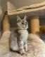 Ogłoszenie - Stunning Maine Coon Girls And Boys AVAILABLE NOW. Miniaturka 7