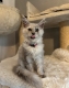 Ogłoszenie - Stunning Maine Coon Girls And Boys AVAILABLE NOW. Miniaturka 3