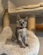 Ogłoszenie - Stunning Maine Coon Girls And Boys AVAILABLE NOW. Miniaturka 9