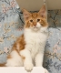 Ogłoszenie - 🐾🦁 *TICA REG* GINGER MAINE COON KITTENS🦁🐾. Miniaturka 6