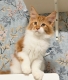 Ogłoszenie - 🐾🦁 *TICA REG* GINGER MAINE COON KITTENS🦁🐾. Miniaturka 3