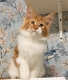 Ogłoszenie - 🐾🦁 *TICA REG* GINGER MAINE COON KITTENS🦁🐾. Miniaturka 2